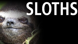 Song About Sloths [upl. by Gnirps]