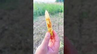 Raw baby corn 🌽 🌽 shorts youtubeshorts cooking corn [upl. by Llekcor110]