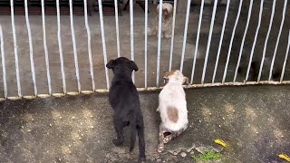 Two Soaked Puppies Kneel by The Door Pleading for Open Hoping to Be Warm Like the Friend Inside [upl. by Ahsikrats34]