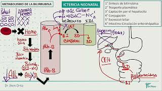 Neonatología  Ictericia neonatal [upl. by Saxena]