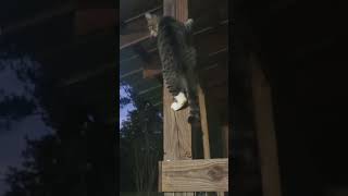 Motor The cat made me cuss on video worked on gazebo and cut trees [upl. by Nagap]