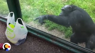 SMART Chimp Asks Zoo Visitors For Drink  The Dodo [upl. by Lorelie]