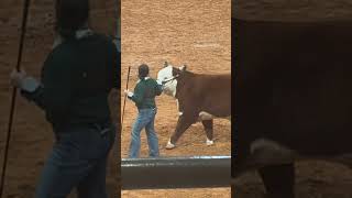 Beautiful Hereford Cattle at the Ft Worth Stock Show country texas countrygirl cowboys [upl. by Marybelle159]