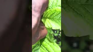 How to Grow Soft Callaloo Tips for Keeping Callaloo Tender [upl. by Bronny]