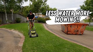 Lawn renovation recovery less watering and transitioning to cylinder mowing [upl. by Nyleuqcaj836]