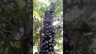 Jabuticaba fruits [upl. by Ybhsa]