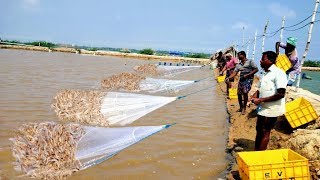 PRAWNSHRIMP HARVESTING [upl. by Ev632]