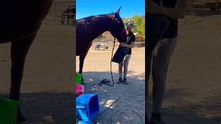 Such a helper 😂 horse funnyanimals sillyanimals equestrian life [upl. by Kelam]