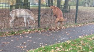 Funny Boxer dog attacks playing with Deer animal [upl. by Reynard]