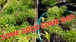 Nordmann fir seedling update [upl. by Brigit463]