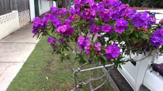 Tibouchina semidecandra flowers  princess flower  lasiandra  glory bushes HD 09 [upl. by Dorkas973]