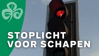 Ierland introduceert stoplichten voor schapen [upl. by Leong551]