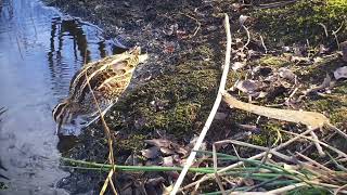 Common Snipe at Gosforth Nature Reserve [upl. by Aihk]