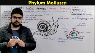 Phylum Mollusca General characteristics and Overview [upl. by Dole]