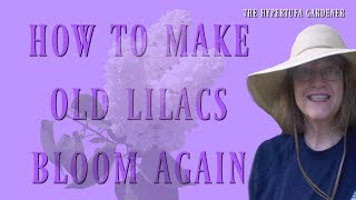 How to Make Old Lilacs Bloom Again [upl. by Ahsekyw]