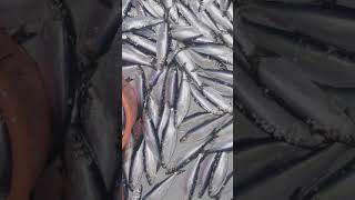 Amazing Herring Nature’s Most Abundant Fish [upl. by Lynn698]