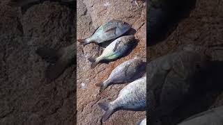 hottentot op sy beste 🎣fishingrockfishing viralvideo [upl. by Leunad]