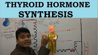 Thyroid Hormone Synthesis  Thyroid Hormone Synthesis Step  Endocrine System  NEET Biology  Hindi [upl. by Cornelle]