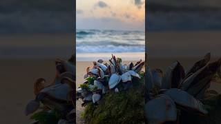 Goose Barnacles sea travelbeautiful [upl. by Stanwood889]