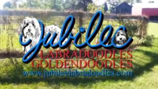 Labradoodles amp Goldendoodles Puppies in Michigan [upl. by Redford604]