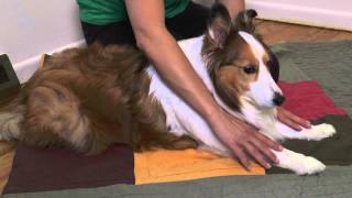 Dog with arthritis massage technique [upl. by Nraa]