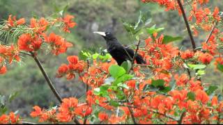 CRESTED OROPENDOLA  Psarocolius decumanus birding at Bogota [upl. by Fried]