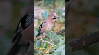 The Eurasian Jay  a radiant but timid European bird shorts [upl. by Travus27]