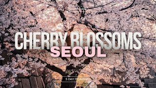 Cherry Blossom Season in Seoul 2024  Korea Travel Tips [upl. by Nalani]