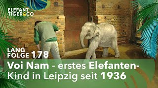 Rhani und ihre Familienbande Langfolge 178  Elefant Tiger amp Co  ARD [upl. by Mastrianni942]