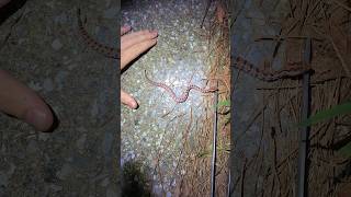 Georgia’s Smallest Rattlesnake Gorgeous Newborn Carolina Pygmy [upl. by Aihsram]