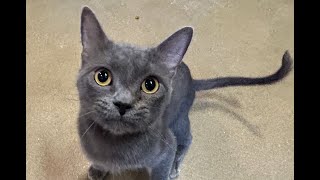 Meet Wicked Witch a 1yearold cat seeking a new home on Cape Cod [upl. by Winikka]