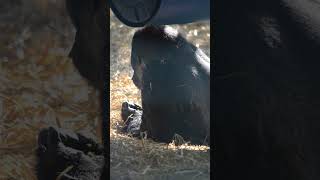 Gorillas at Howletts gorilla howletts zoo animals wildlife daysout shorts [upl. by Hgielsa]