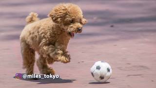 Minute Miles 17 Crazy Teacup Poodle playing by himself [upl. by Omrellug399]