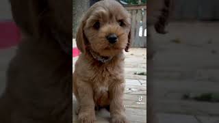 Adorable Australian Labradoodle puppy puppy australianlabradoodles cute labradoodlepuppies [upl. by Tlihcox289]