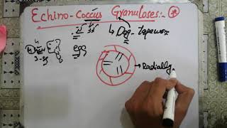 echinococcusgranulosus🌹🌹 echinococcus granulosus life cycle parasitology microbiology levinson [upl. by Seedman]