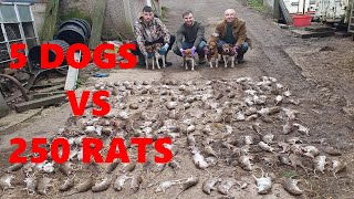 Severn Valley Ratters  Mayhem In The Bales Episode 7 236 Rats Killed Ratting [upl. by Sabah]