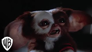 Gremlins 2 The New Batch  Gremlins Multiply  Warner Bros Entertainment [upl. by Stearne79]