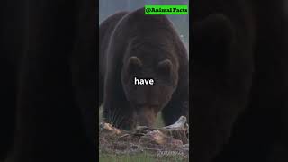 Grizzly Bears Natures Super Sniffers [upl. by Derr]