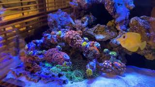 Acropora reef tank [upl. by Intyre]