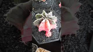 gymnocalycium variegated [upl. by Aicat]