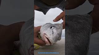 Catching black drum surf fishing shorts fyp shortvideo fypyoutube fishing [upl. by Baptist80]