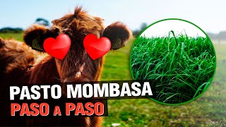 Pasto Mombasa Panicum Maximum  El ganado LO ADORA  🐮 [upl. by Skippie629]