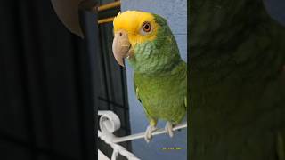 ¿Que Te Gusta Hacer Loro Que Habla 😂 shorts parrot viral loro humor animals youtubeshorts [upl. by Talmud657]