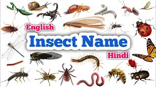 Insects name vocabulary  Insect name in English and Hindi with image  Insects image  Kids English [upl. by Nniuqal893]