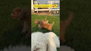 Ruthless Goldendoodle Puppies 😈🐶🌅 cute fun goldendoodle [upl. by Dickie]