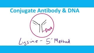 Method to Conjugate Antibody and DNA  Bioconjugation  AntibodyDNA Coupling [upl. by Susanetta]