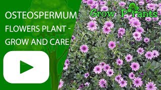 Osteospermum flowers plant  grow and care [upl. by Nayarb]