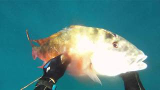 17lb Mutton Snapper  Freedive Spearfishing [upl. by Ziza]