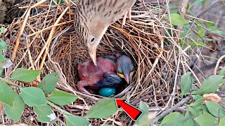 Unfertilized egg in nest of asian common babbler BirdPlusNest [upl. by Bible]