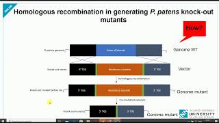 How to create knockout mutant using homologous recombination  Gene knockout Gene deletion [upl. by Isbella]